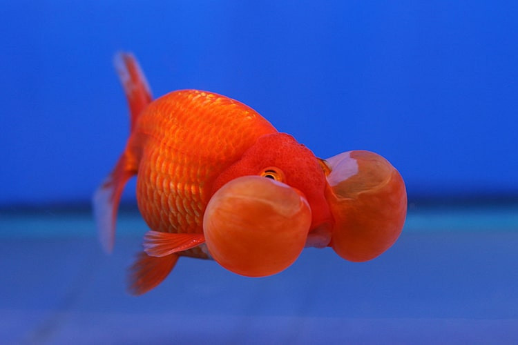 Penyebab Umum Perut Kembung pada Ikan Mas Koki