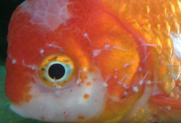 Peran Penting Karantina untuk Ikan Baru