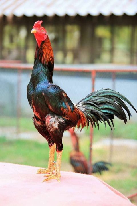 Perawatan Harian untuk Mencetak Ayam Aduan Berprestasi