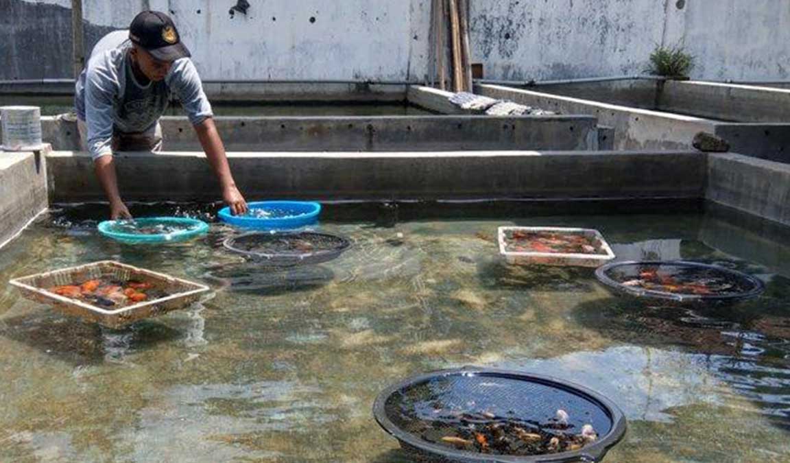 Perawatan Kritis Anakan Ikan Mas Koki (Burayak)