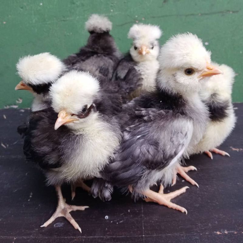 Persiapan Kandang Brooder yang Ideal