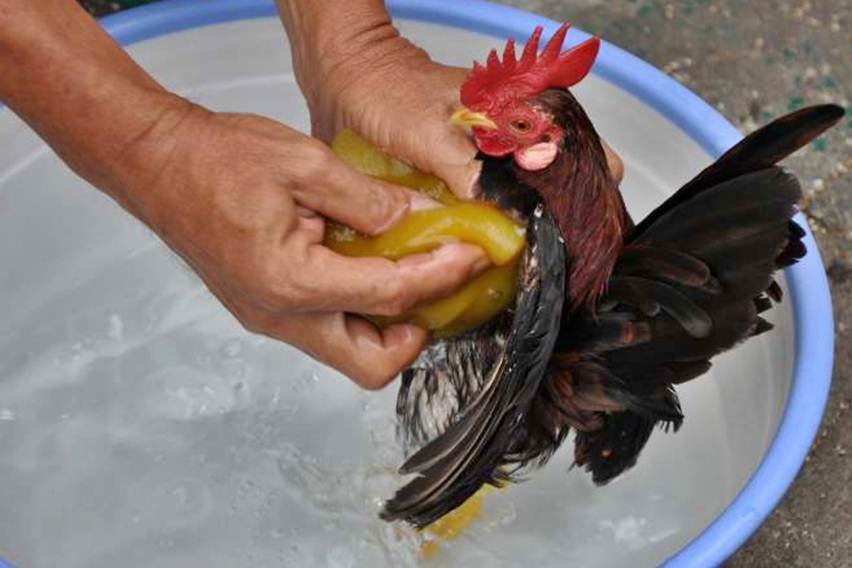 Persiapan Sebelum Memandikan Ayam Hias