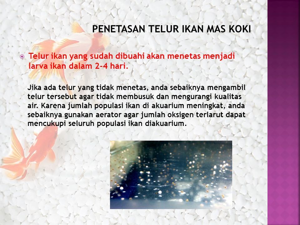 Persiapan Wadah Penetasan yang Ideal