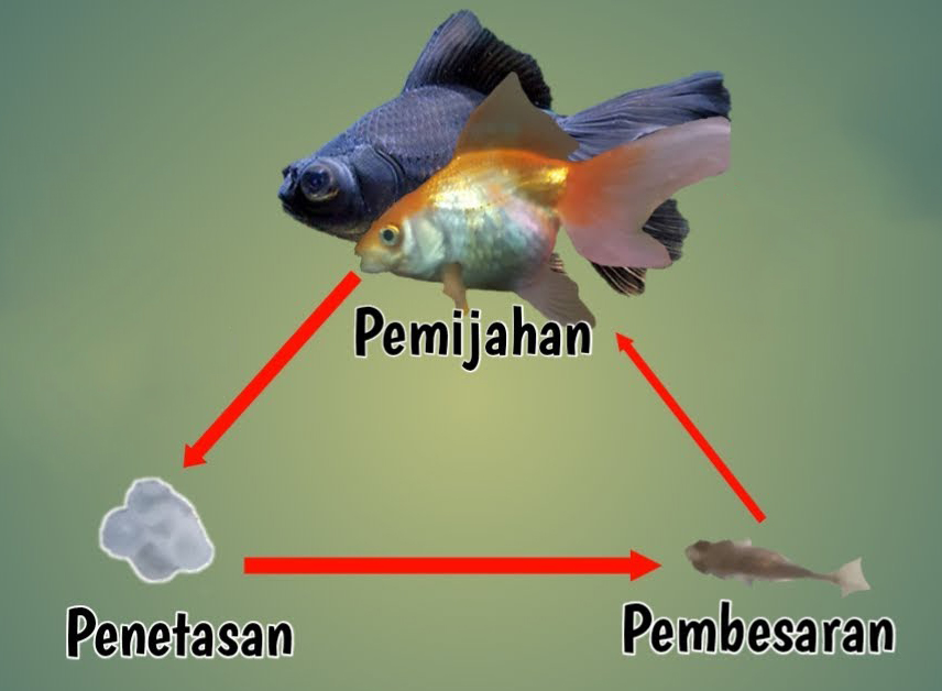 Perubahan Perilaku Drastis: Aksi Kejar-Kejaran Dimulai
