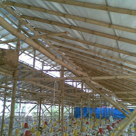 Pilihan Material Insulasi Terbaik untuk Kandang Ayam