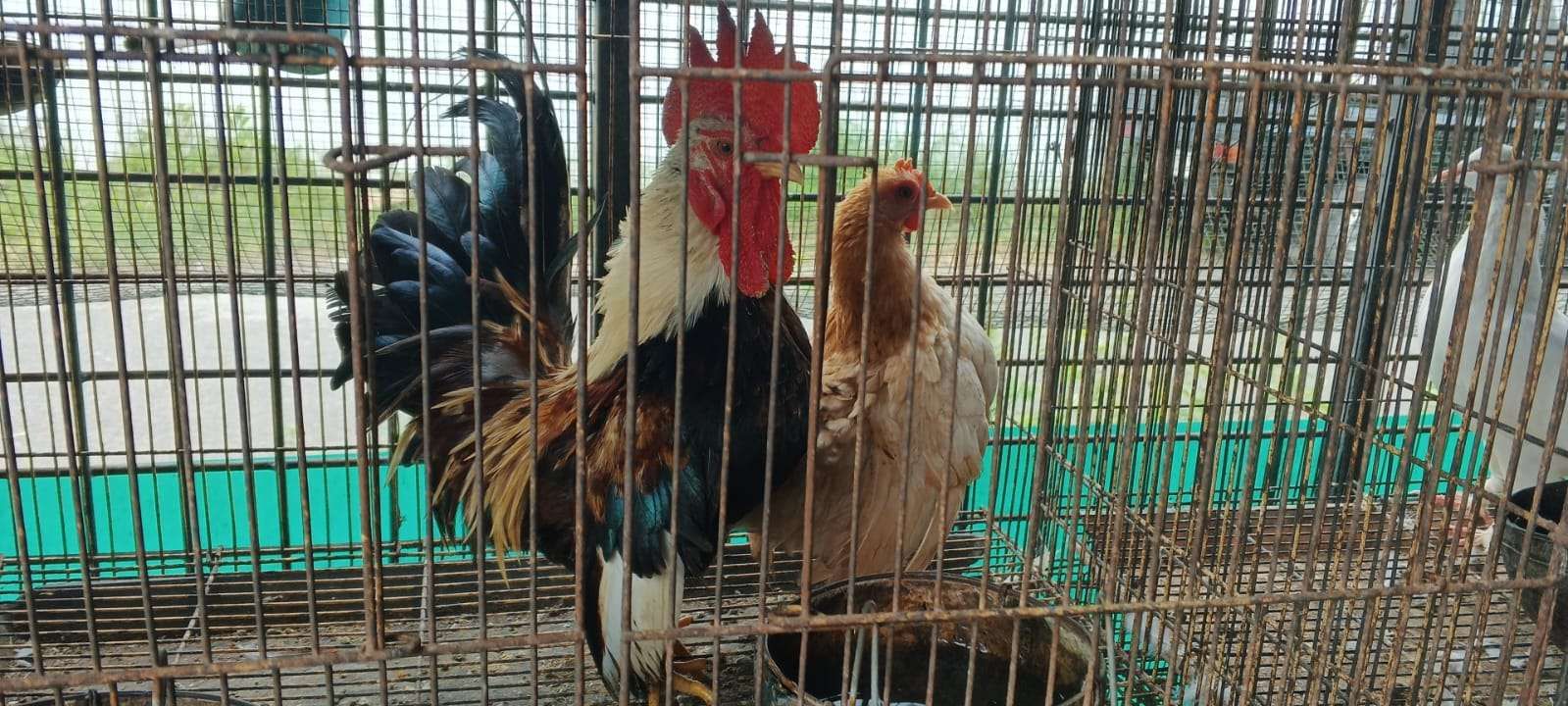 Rahasia Ayam Hias Juara: 7 Vitamin Alami untuk Daya Tahan Tubuh Maksimal