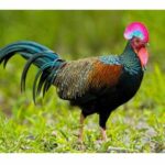 Rahasia Bulu Ayam Hias Mengkilap: Panduan Perawatan Lengkap dari Nutrisi hingga Penjemuran