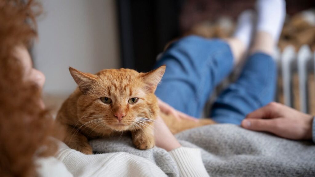 Rahasia Kucing Manja: Kenali Tanda, Penyebab, dan Cara Tepat Merawatnya