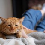 Rahasia Kucing Manja: Kenali Tanda, Penyebab, dan Cara Tepat Merawatnya
