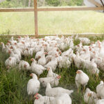 Rahasia Peternak Sukses: 7+ Tanaman Herbal untuk Pakan Tambahan Ayam agar Cepat Besar dan Sehat