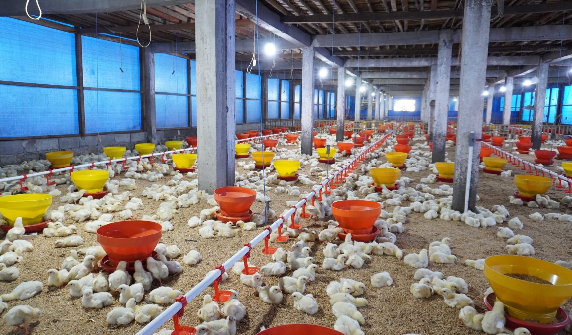Rahasia Pondasi Kandang Ayam Kuat dan Anti Tikus: Panduan Lengkap 2024
