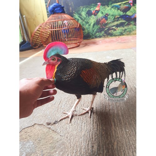 Rahasia Sukses: Cara Membuat Ayam Hias Jinak dan Manja Seperti Kucing