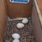 Rahasia Sukses Menetaskan Telur Ayam Phoenix: Panduan Lengkap untuk Pemula