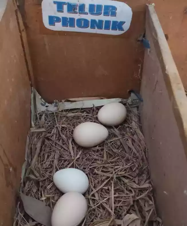 Rahasia Sukses Menetaskan Telur Ayam Phoenix: Panduan Lengkap untuk Pemula