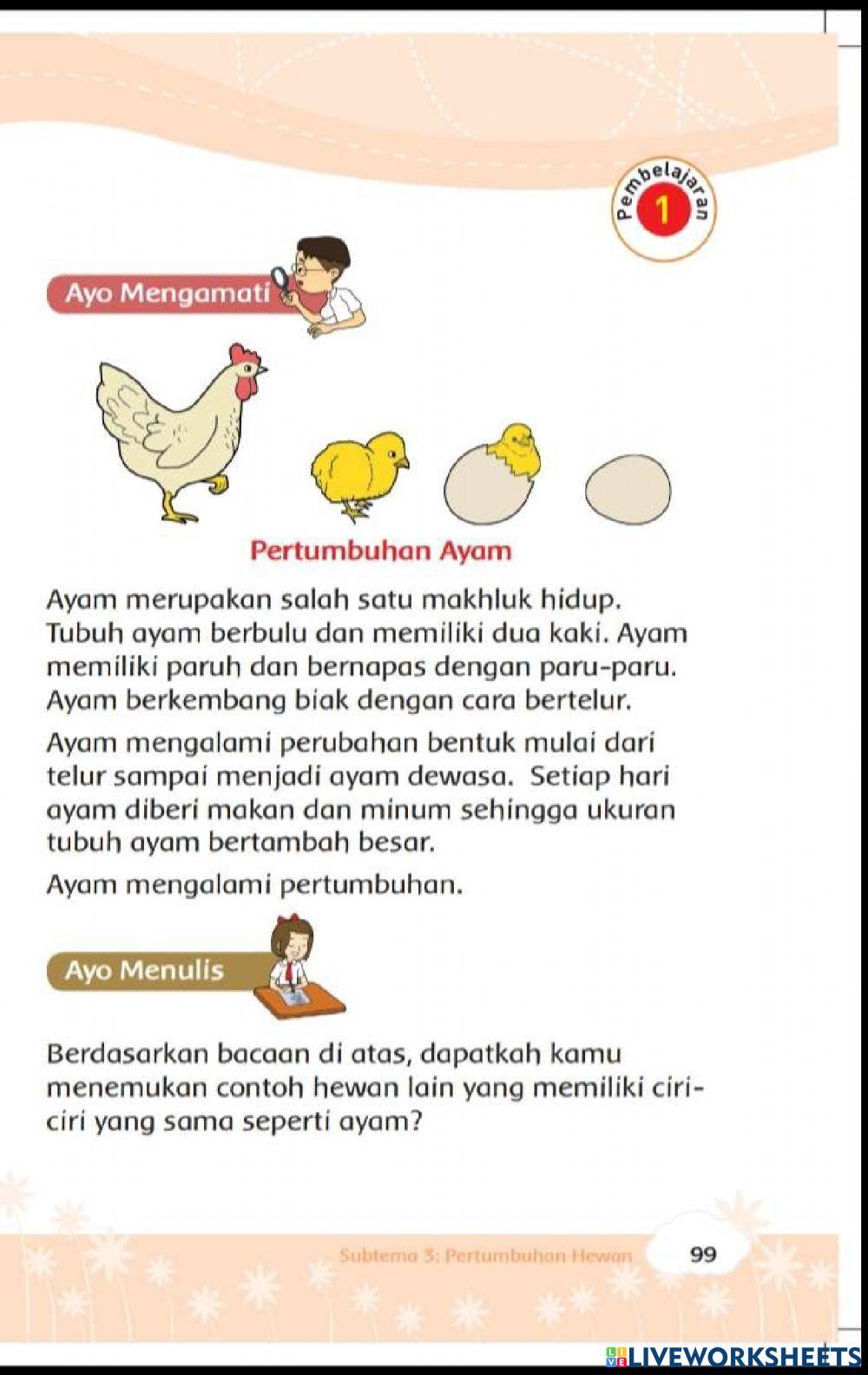 Rahasia Sukses: Panduan Lengkap Cara Meningkatkan Produksi Telur Ayam Hias