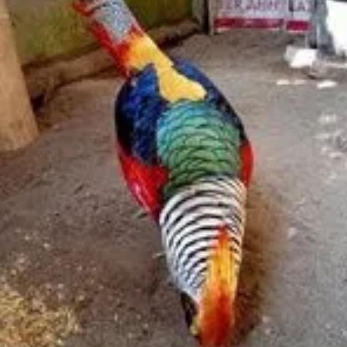 Rahasia Sukses Ternak: 7 Tips Jitu Agar Telur Ayam Hias Fertil Semua!