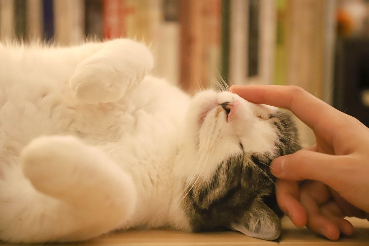 Ras Kucing yang Terkenal Paling Manja
