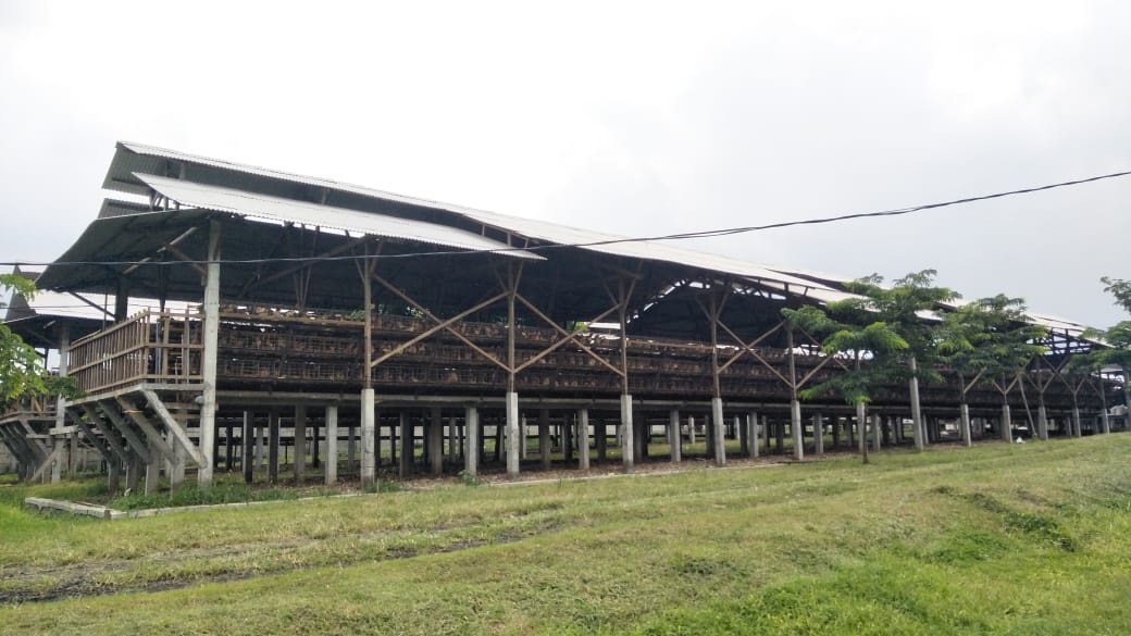 Rekomendasi Material Atap Kandang Ayam yang Sejuk