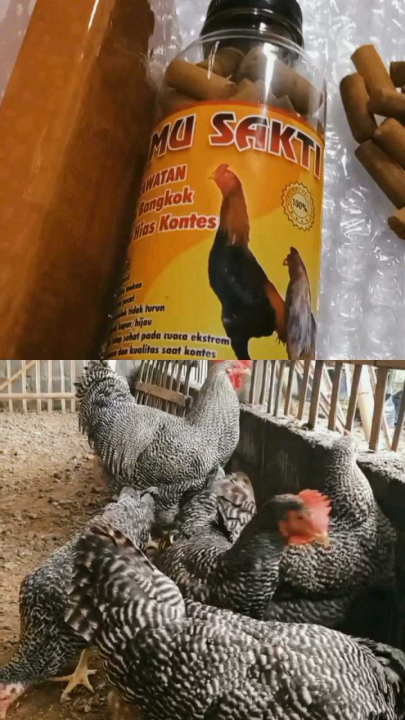 Rekomendasi Produk Jamu Jadi untuk Ayam Hias