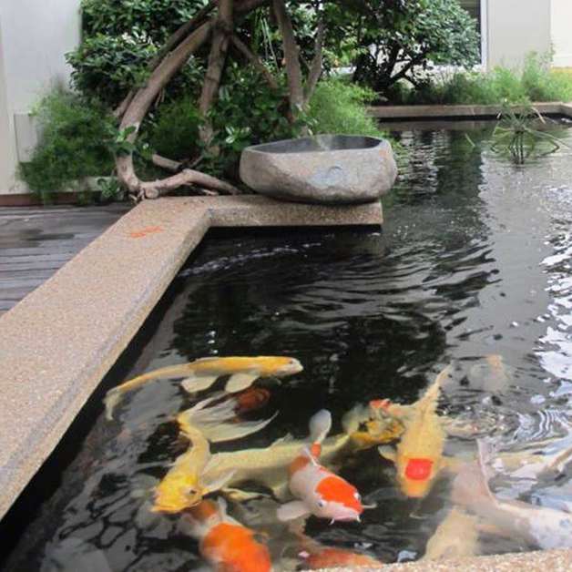 Rekomendasi Tanaman Air Terbaik untuk Kolam Mas Koki