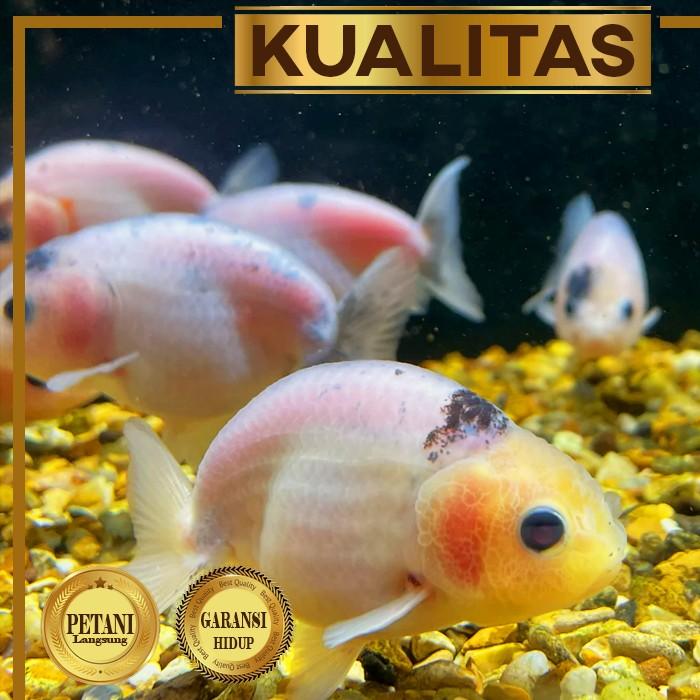Rekomendasi Tanaman Akuarium Terbaik yang Aman untuk Ikan Maskoki