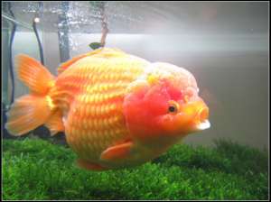 Sirip Ikan Mas Koki Robek? Jangan Panik! Ini Cara Mengobati dan Menumbuhkannya Kembali