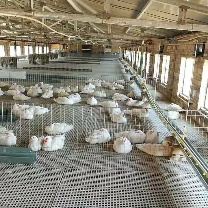 Standar Kepadatan Kandang Ayam Broiler