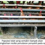 Strategi Jitu Mengatasi Masalah Lalat di Kandang Ayam Secara Tuntas