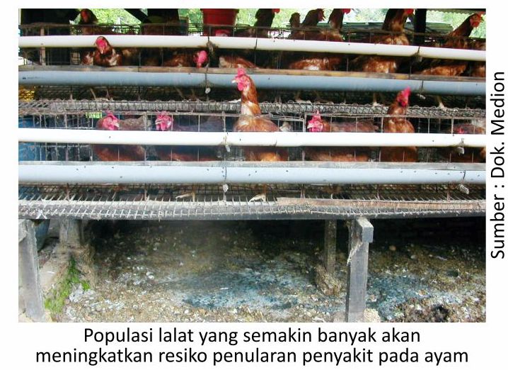 Strategi Jitu Mengatasi Masalah Lalat di Kandang Ayam Secara Tuntas