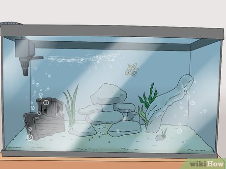 Substrat Ideal untuk Ikan Mas Koki: Tips Agar Ikan Sehat & Akuarium Cantik