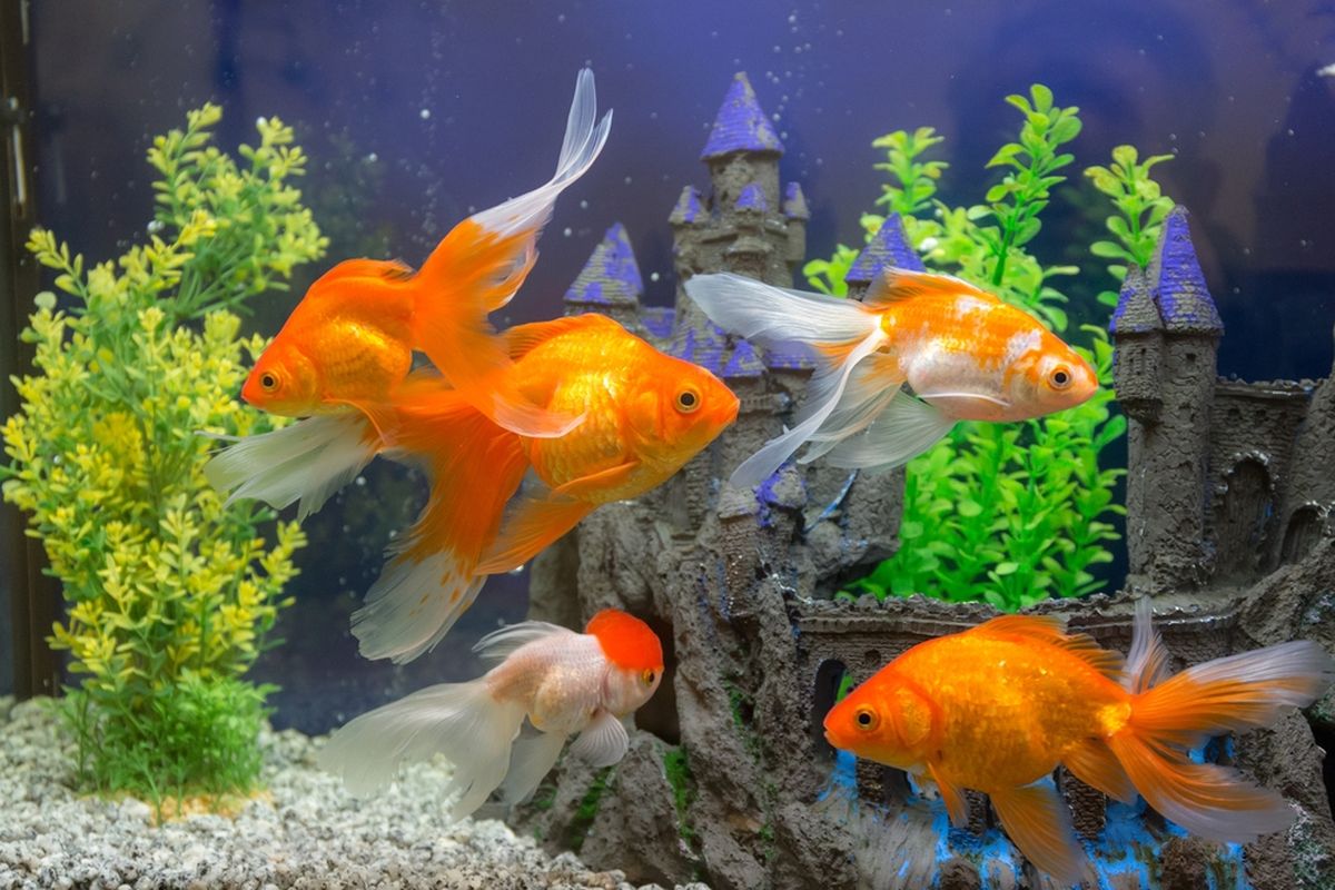 Suhu Air Ideal Ikan Maskoki di Iklim Tropis: Panduan Menjaga Ikan Tetap Sehat