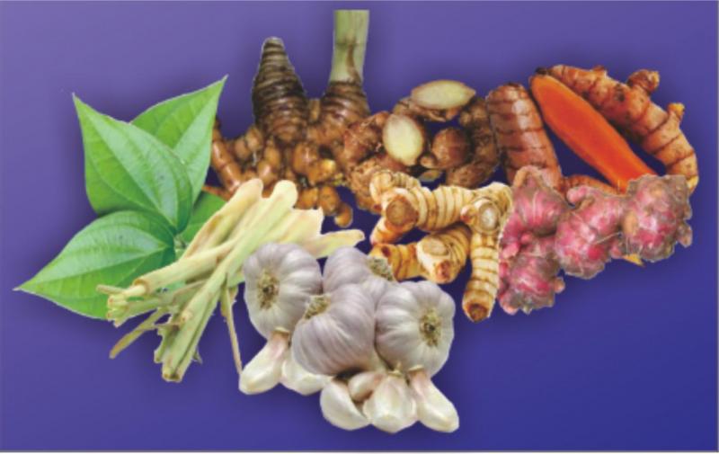Tanaman Herbal Unggulan untuk Pakan Ayam