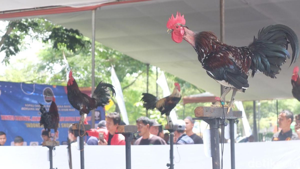 Teknik Jitu Membangun Mental Baja Ayam Hias