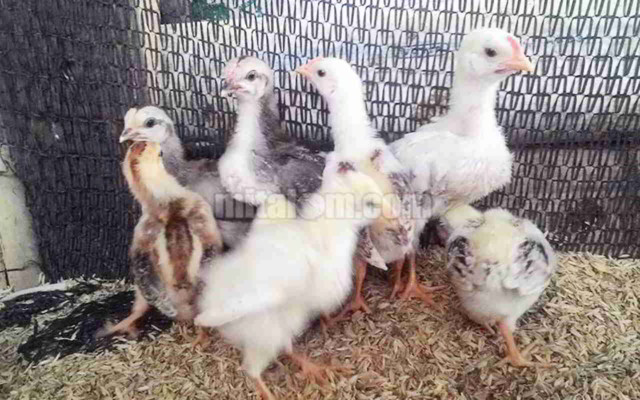 Teknik Jitu Memisahkan Anak Ayam dari Induknya: Panduan Lengkap untuk Peternak