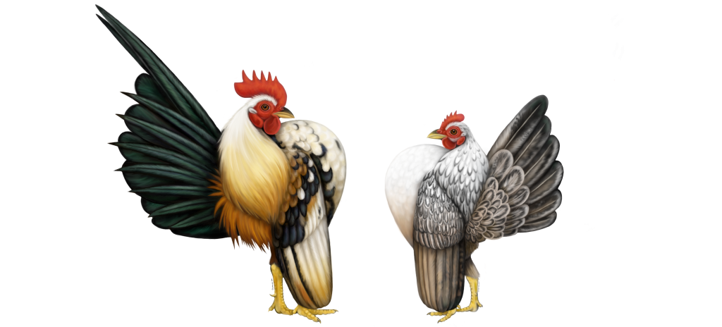 Teknik Melatih Gaya dan Pose Khas Ayam Serama