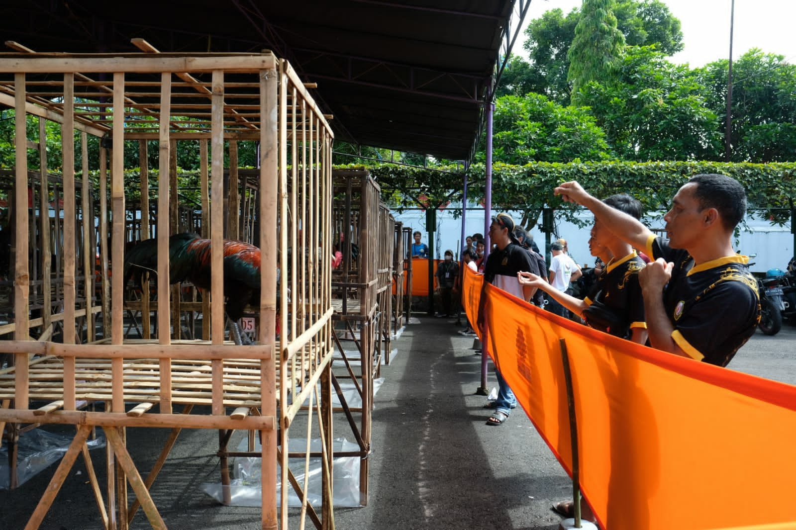 Tiga Pilar Utama Penilaian Suara Ayam Pelung