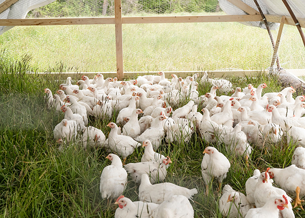 Tingkatkan Produktivitas & Kesehatan Ayam dengan 7+ Tanaman Herbal Pakan Ini