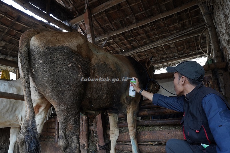 Tips Aplikasi dan Frekuensi Penyemprotan yang Tepat