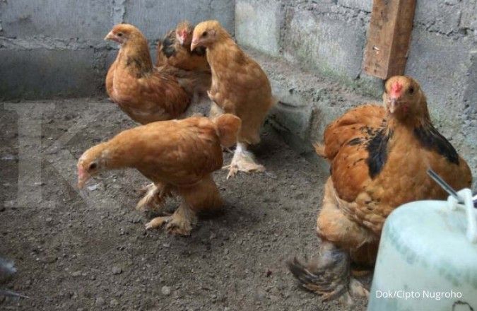 Tips Cerdas Menghindari Penipuan dan Ayam Kualitas Rendah