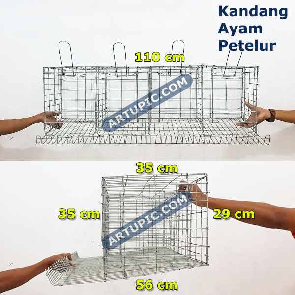 Tips Manajemen Litter untuk Kesehatan Kaki Maksimal