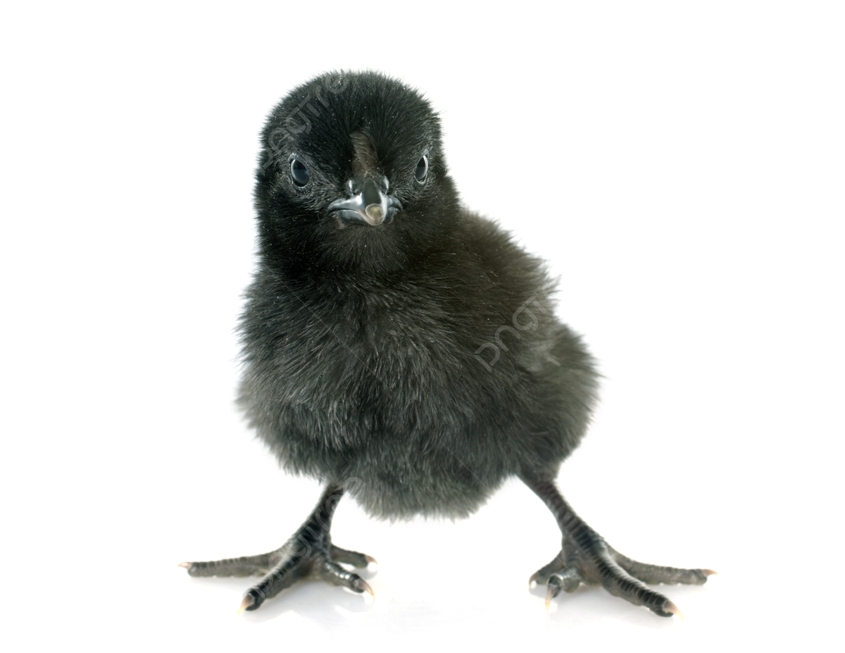 Tips Membeli Anakan Ayam Cemani Lidah Hitam Agar Tidak Tertipu