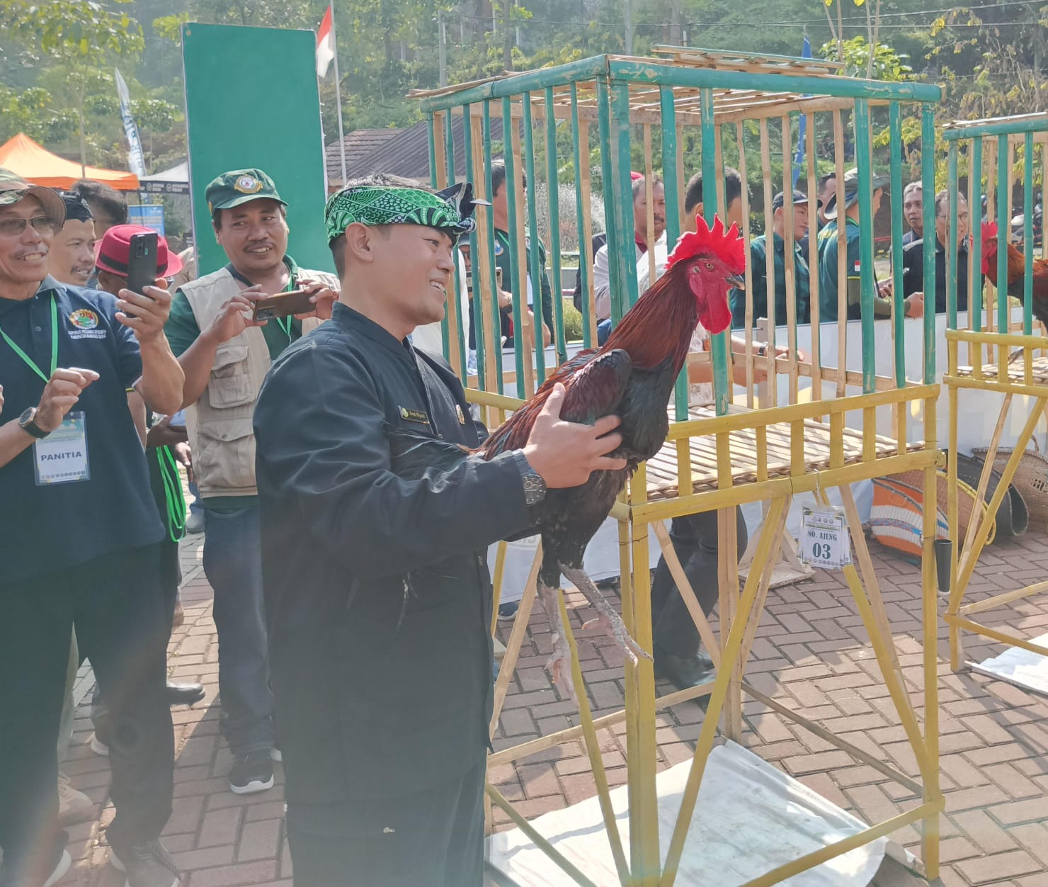 Tips Mempersiapkan Ayam Pelung untuk Kontes Nasional
