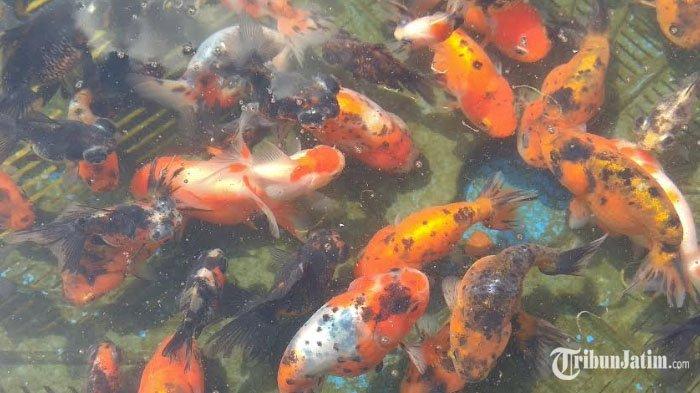 Tips Penting Sebelum Membuat Kolam Ikan Mas Koki
