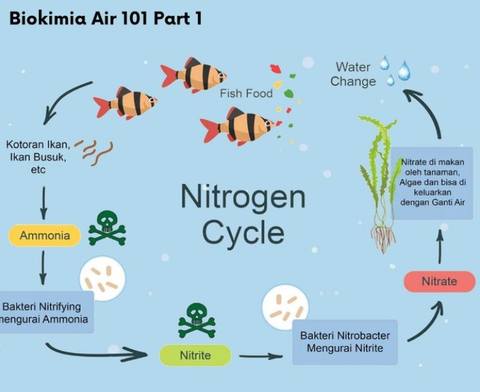 Tips Tambahan untuk Aquascape Ikan Maskoki yang Sukses