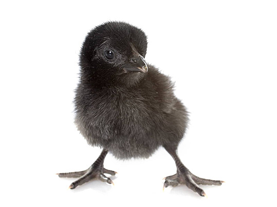 Update Harga Pasaran Anakan Ayam Cemani Lidah Hitam 2025: Panduan Lengkap