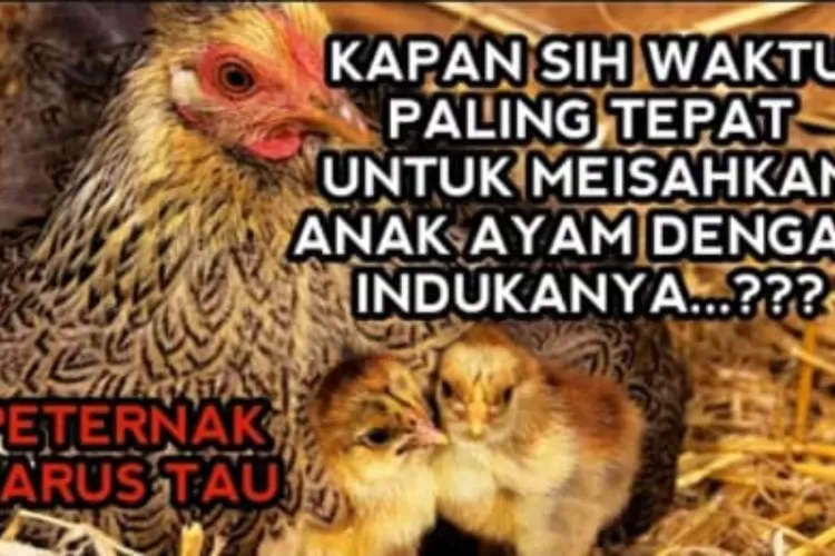 Waktu yang Tepat untuk Memisahkan Anak Ayam