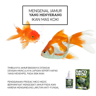 Waspada Jamur! Panduan Lengkap Mencegah & Mengobati Penyakit Ikan Maskoki di Akuarium Kecil
