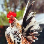 Waspada Kanibalisme! Kenali Penyebab dan Cara Efektif Mengatasi Ayam Hias Saling Patuk