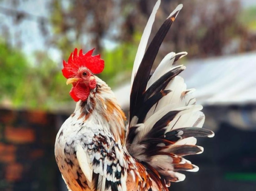 Waspada Kanibalisme! Kenali Penyebab dan Cara Efektif Mengatasi Ayam Hias Saling Patuk